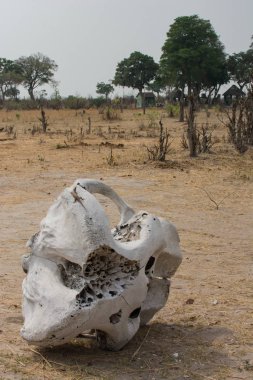 Veldt Hwange Milli Parkı Zimbabve Güney Afrika