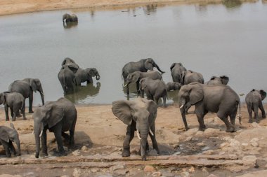 Fil Zimbabve, Güney Afrika savana