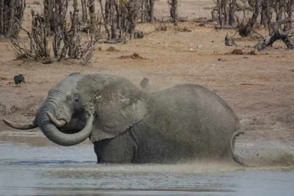 Elefant Der Savanne Von Simbabwe Südafrika — Stockfoto