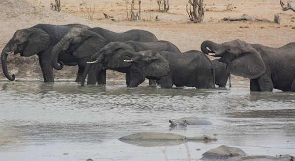 Słoń Sawanny Zimbabwe Afryka Południowa — Zdjęcie stockowe