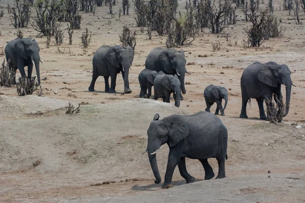 Elefante Sabana Zimbabue Sudáfrica — Foto de Stock