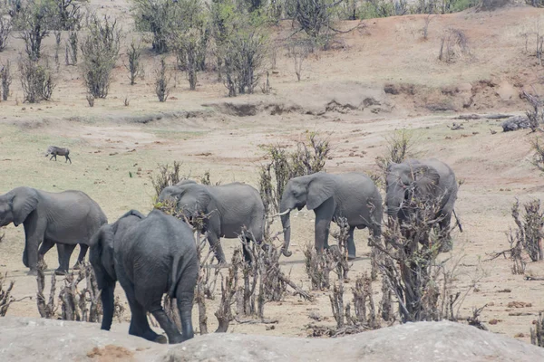 Elefantes Sabana Zimbabue Sudáfrica — Foto de Stock