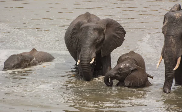 Ελέφαντες Στη Σαβάνα Της Ζιμπάμπουε Νότια Αφρική — Φωτογραφία Αρχείου