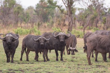 Zimbabve Güney Afrika 'da Savanna içinde Kaffir Buffalo