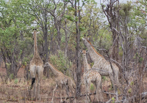 Girafa Savana Zimbabué África Sul — Fotografia de Stock