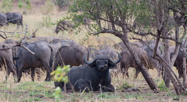 Zimbabve Güney Afrika Savanna Içinde Kaffir Buffalo — Stok fotoğraf