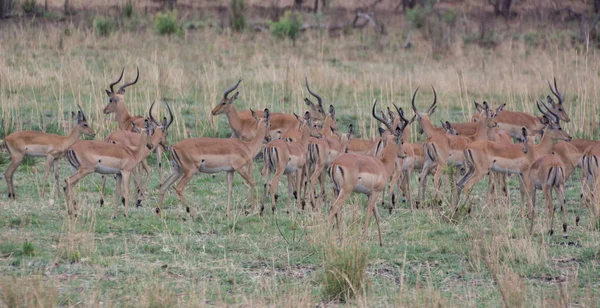 Kudu Savannah Zimbabwe África Sul — Fotografia de Stock