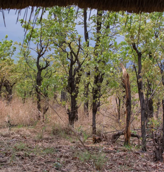 Veldt Hwange 国家公园在津巴布韦南非 — 图库照片