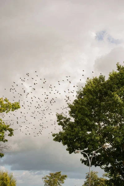 Rebaño Aves Reúnen Para Volar Hacia Sur — Foto de Stock