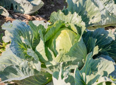 Bölge Schleswig Holstein büyüyen lahana lahana alanında