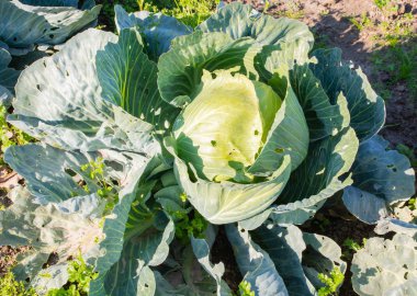 Bölge Schleswig Holstein büyüyen lahana lahana alanında