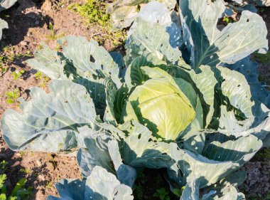 Bölge Schleswig Holstein büyüyen lahana lahana alanında