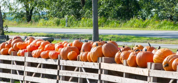 Granja Tienda Calabaza Venta Una Calle —  Fotos de Stock