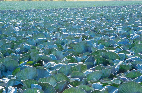 Red cabbage field in the cabbage growing region Schleswig Holstein