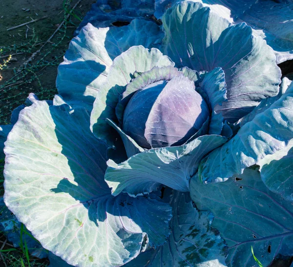 Campo Cavolo Rosso Nella Regione Coltivazione Del Cavolo Schleswig Holstein — Foto Stock