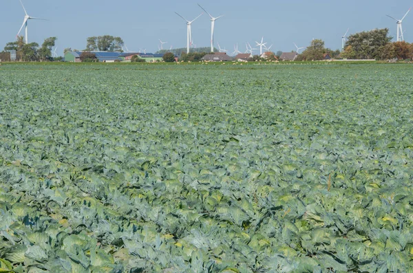 Kål Fält Kål Växande Regionen Schleswig Holstein — Stockfoto