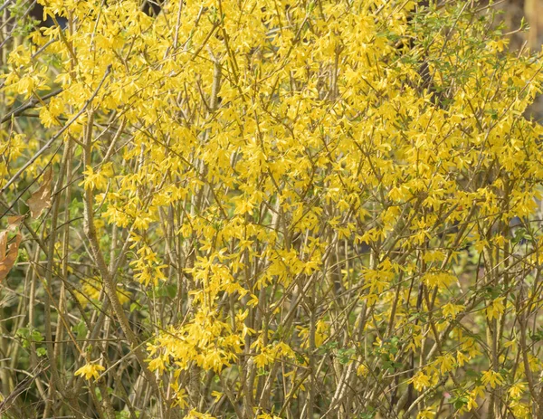 Växt Släkte Blommande Buskar Gul Mahonia Blommar Början Våren — Stockfoto