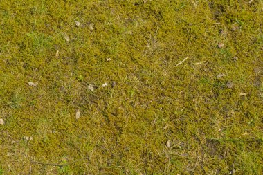 Bir arka plan ve doku doğa yosun