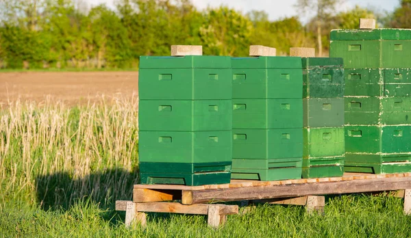 Вулик Box Інкубатери Гвалтують Сферу — стокове фото