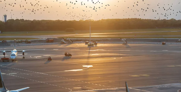 Airplane Handling Gate Hamburg Airport — Stock Photo, Image