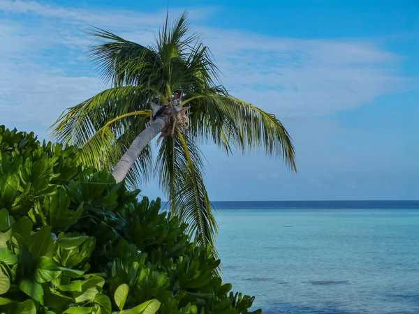 Sable Blanc Eaux Turquoise Sur Plage Océan Indien Aux Maldives — Photo