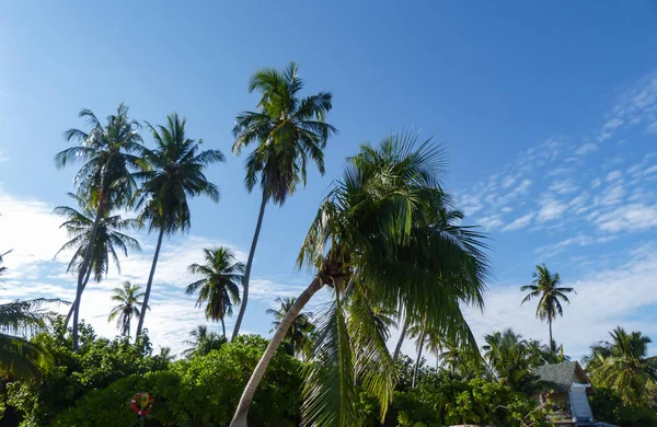 Wit Zand Turquoise Wateren Het Strand Van Indische Oceaan Malediven — Stockfoto