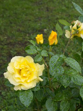 Rüzgar çiçek darbe sarı üreme güller