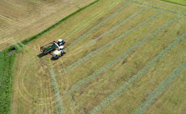 hayvan yemi için çim pirzola çim hasat ve traktör