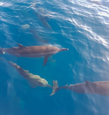 Tanımlayın Maldivler'de bir tur teknesi eşlik
