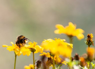bumble arı yiyecek arıyor, Makrofotoğrafçılık
