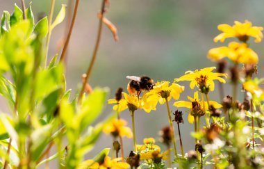 bumble arı yiyecek arıyor, Makrofotoğrafçılık