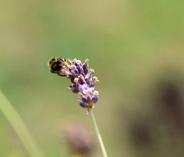 Bumble Bee Searching Food Macrophotography — Stock Photo, Image