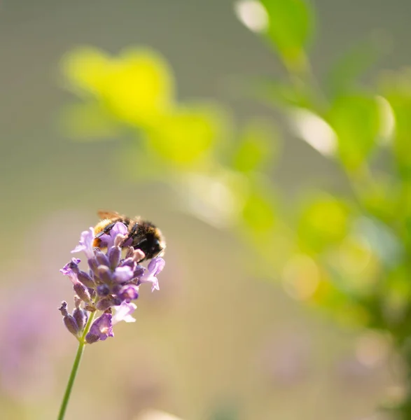 Bumble Bee Searching Food Macrophotography — Stock Photo, Image