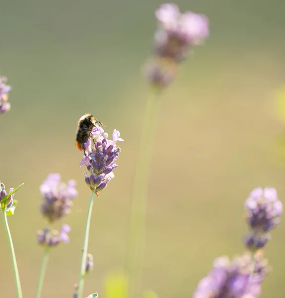 Bumble Bee Searching Food Macrophotography — Stock Photo, Image