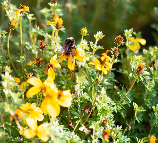 Bumble Bee Searching Food Macrophotography — Stock Photo, Image