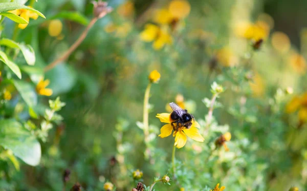 Bumble Bee Searching Food Macrophotography — Stock Photo, Image