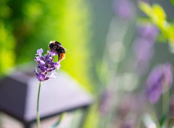 Bumble Bee Searching Food Macrophotography — Stock Photo, Image