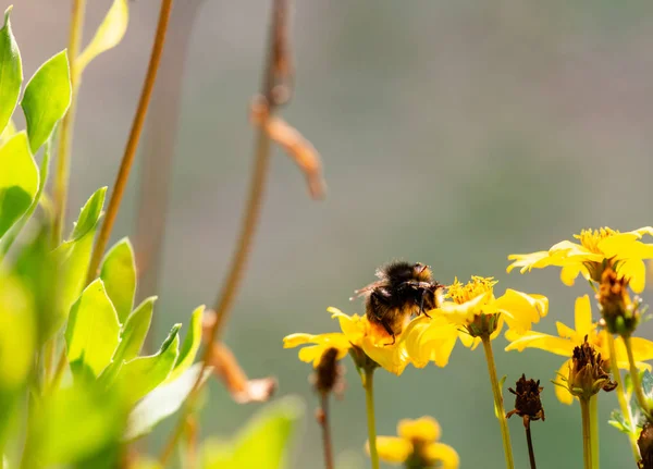 Bumble Bee Searching Food Macrophotography — Stock Photo, Image