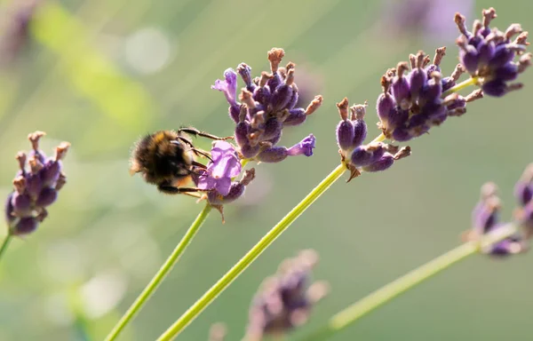 Bumble Bee Searching Food Macrophotography — Stock Photo, Image