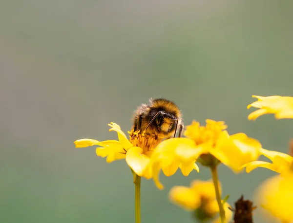 Μέλισσα Ψάχνοντας Για Φαγητό Μακροφωτογραφία — Φωτογραφία Αρχείου