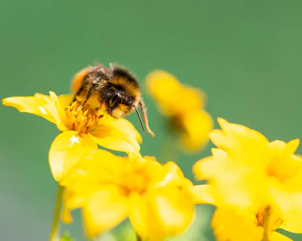 Bumble Bee Searching Food Macrophotography — Stock Photo, Image