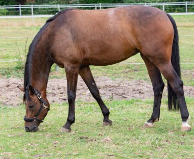 Merada otlatırken bir atın portre fotoğrafı