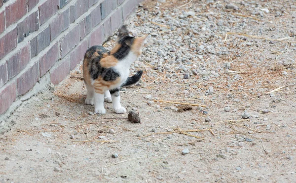 Kat Vangt Een Muis Speelt Met Het — Stockfoto