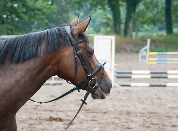 Portrait Photographie Cheval Pâturage — Photo