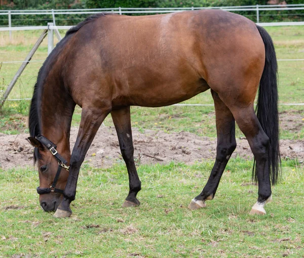 Retrato Fotografía Caballo Mientras Pastorea Pasto — Foto de Stock