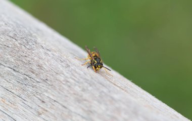 Eşek arısı eşekarısı yuvası yapmak için odun yer, eşek arısı kağıt yuvası.