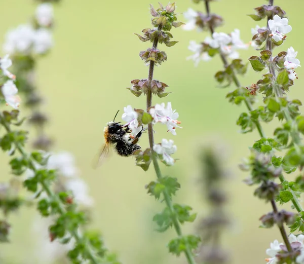 Bumble Bee Searching Food Macrophotography — Stock Photo, Image