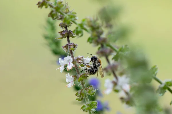 Bumble Bee Searching Food Macrophotography — Stock Photo, Image