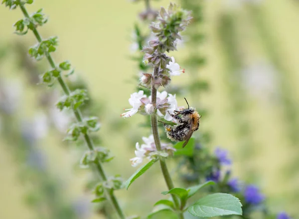 Bumble Bee Procura Comida Macrofotografia — Fotografia de Stock