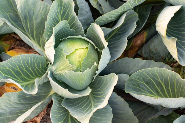 Cabbage Field Cabbage Growing — Stock Photo, Image